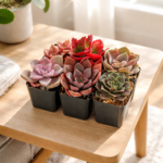 Succulent Box Promo Code, Discount Code