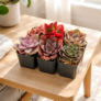 Succulent Box Promo Code, Discount Code